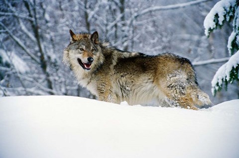 Framed Gray Wolf in Snow Print