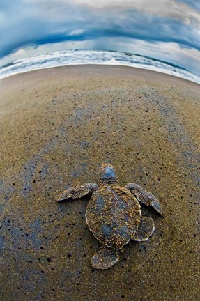 Framed Green Sea Turtle, Tortuguero, Costa Rica Print
