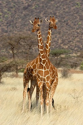 Framed Reticulated Giraffe Print