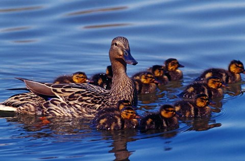 Framed Female Mallard Duck with Chicks, Ohio Print