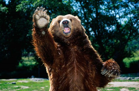 Framed Grizzly Bear On Hind Legs Print