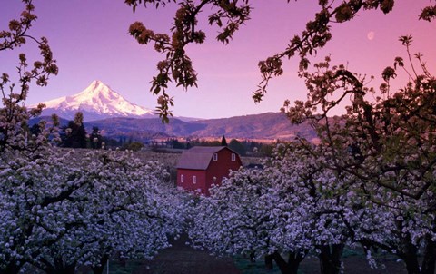 Framed Apple Trees in Oregon Print