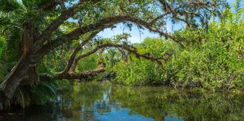 Framed Estero River in Fort Myers, Florida Print