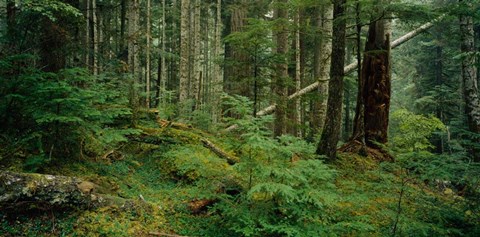 Framed Hoh Rainforest, Olympic National Forest, Washington State Print