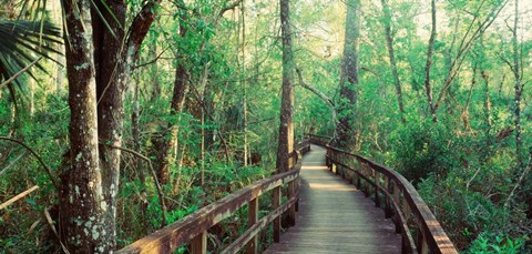 Framed Fakahatchee Strand State Preserve, Florida Print