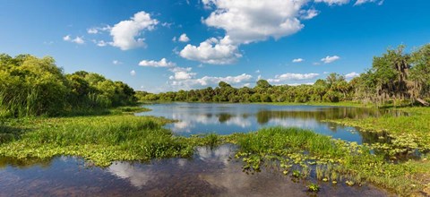 Framed Deer Prairie Creek Preserve, Sarasota County, Venice, Florida Print