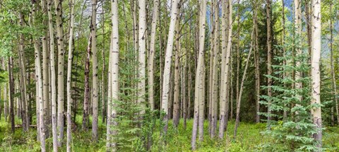 Framed Bow Valley Parkway, Banff National Park, Alberta, Canada Print