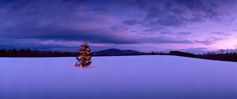 Framed Christmas Tree in the Snow, New London, New Hampshire Print