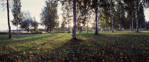 Framed Birch Trees, Imatra, Finland Print