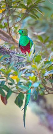 Framed Resplendent Quetzal, Costa Rica Print