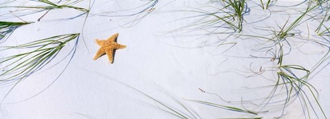 Framed Starfish, Gulf of Mexico Print