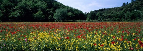 Framed Poppy Field, France Print