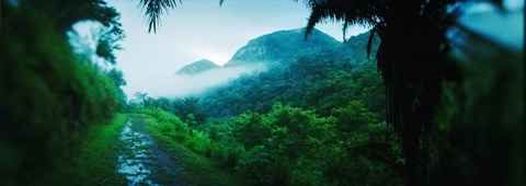 Framed Rainforest in Cayo District, Belize Print