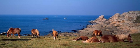Framed Celtic Horses, Finistere, Brittany, France Print