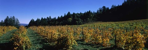 Framed Vineyard in Fall, Sonoma County, California Print