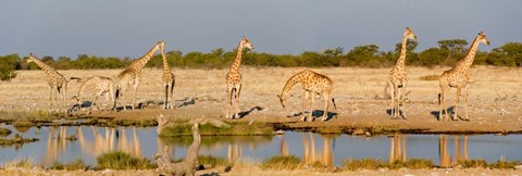 Framed Giraffes, Etosha National Park, Namibia Print