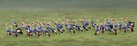 Framed Crowned Crane, Ngorongoro Crater, Tanzania Print