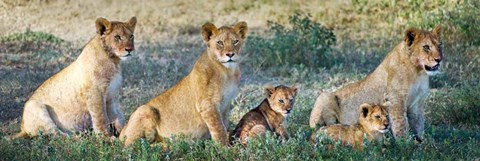 Framed African Lion (Panthera leo) family in a field, Ndutu, Ngorongoro Conservation Area, Tanzania Print