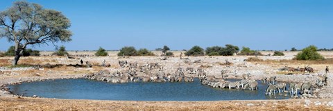 Framed Burchell&#39;s Zebras, Etosha National Park, Namibia Print