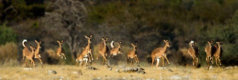 Framed Black-Faced Impala, Etosha National Park, Namibia Print