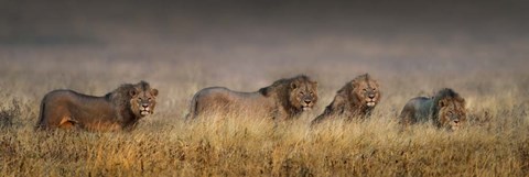Framed African Lions, Ngorongoro Conservation Area, Tanzania Print