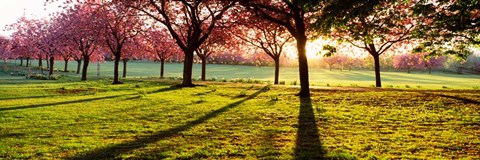 Framed Cherry Blossoms in a Park, England Print