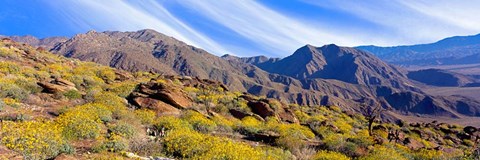 Framed Flowering Shrubs, Anza Borrego Desert State Park, California Print