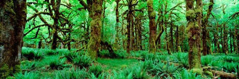 Framed Rain Forest, Olympic National Park, Washington State Print