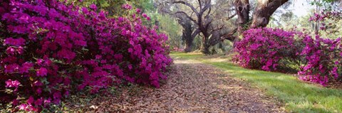 Framed Magnolia Plantation and Gardens, Charleston, South Carolina Print