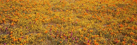Framed Poppy Reserve Mojave Desert, California Print