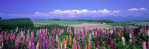 Framed Lupines Hokkaido, Japan Print