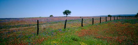 Framed Wildflower Field, Texas Print