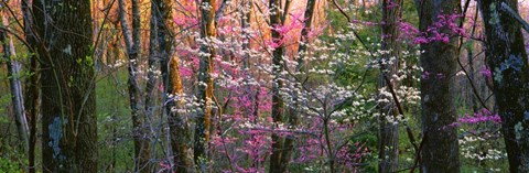 Framed Virginia, Shenandoah National Park Print