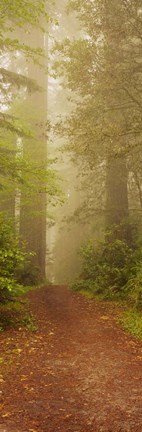 Framed Redwood National Park California Print