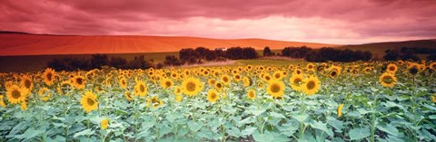 Framed Sunflowers, Corbada, Spain Print