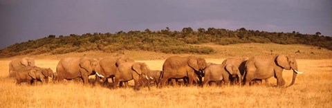 Framed Elephant Herd, Kenya, Maasai Mara Print