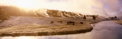 Framed Bison Firehole River, Yellowstone National Park, WY Print