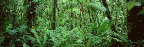 Framed Monteverde Cloud Forest Reserve, Costa Rica Print