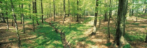 Framed Beech Forest Print