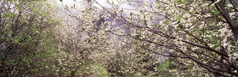 Framed Dogwood Trees, Yosemite National Park, California Print