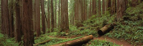 Framed Jedediah Smith State Park, California Print