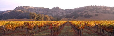 Framed Stag&#39;s Leap Wine Cellars, Napa Valley, CA Print