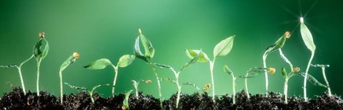 Framed Sweet Pepper Print