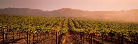 Framed Vineyard in Geyserville, CA Print