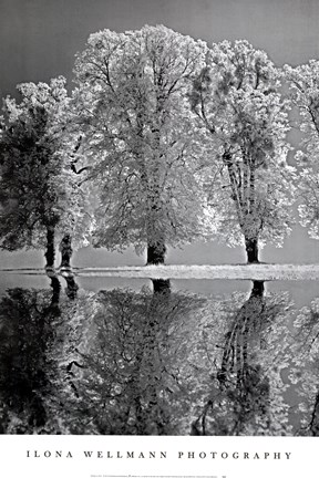 Framed Spring Reflections Print