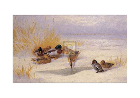 Framed Mallard and Teal (LE) Print