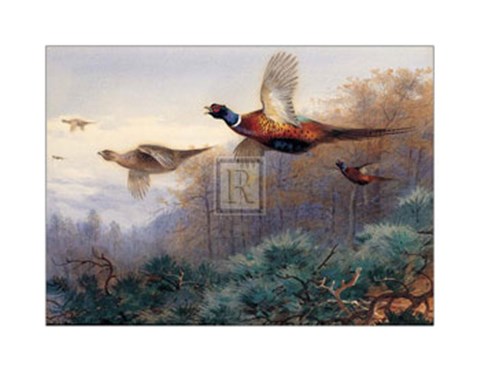 Framed Pheasants in Flight (LE) Print