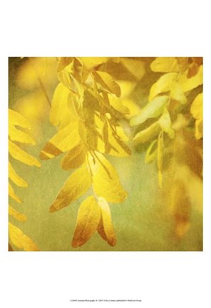 Framed Autumn Photography II Print