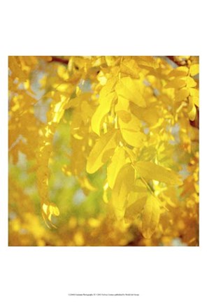 Framed Autumn Photography IV Print