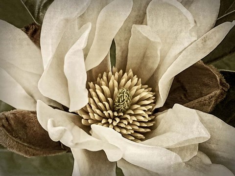 Framed Classic Magnolia II Print